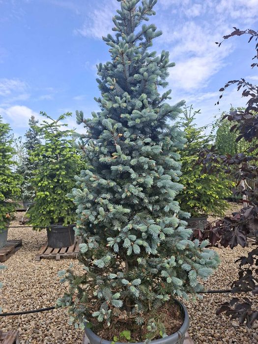 Plante ornamentale brazii argintii de toamna