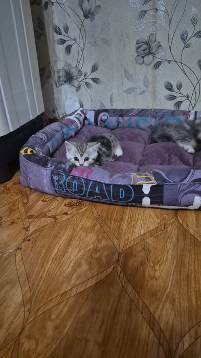 Продаються котики