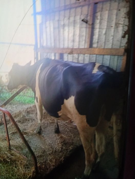 Vând 4 vaci Holstein cu origine