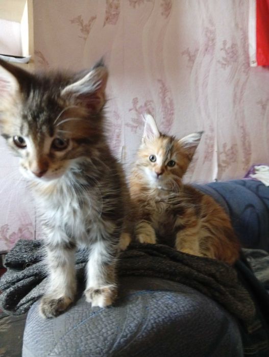 котята Мейн-куна.