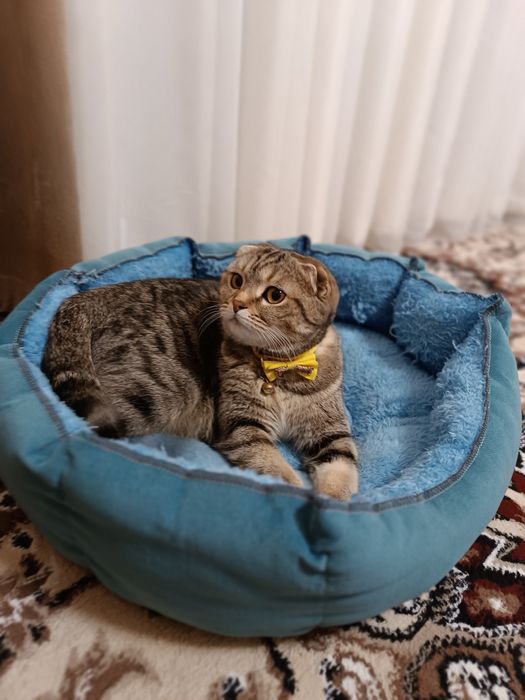 Котёнок скоттиш стайт цвет колор поинт