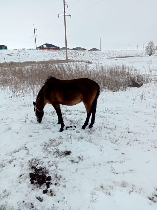 Сиырга ауыстырам