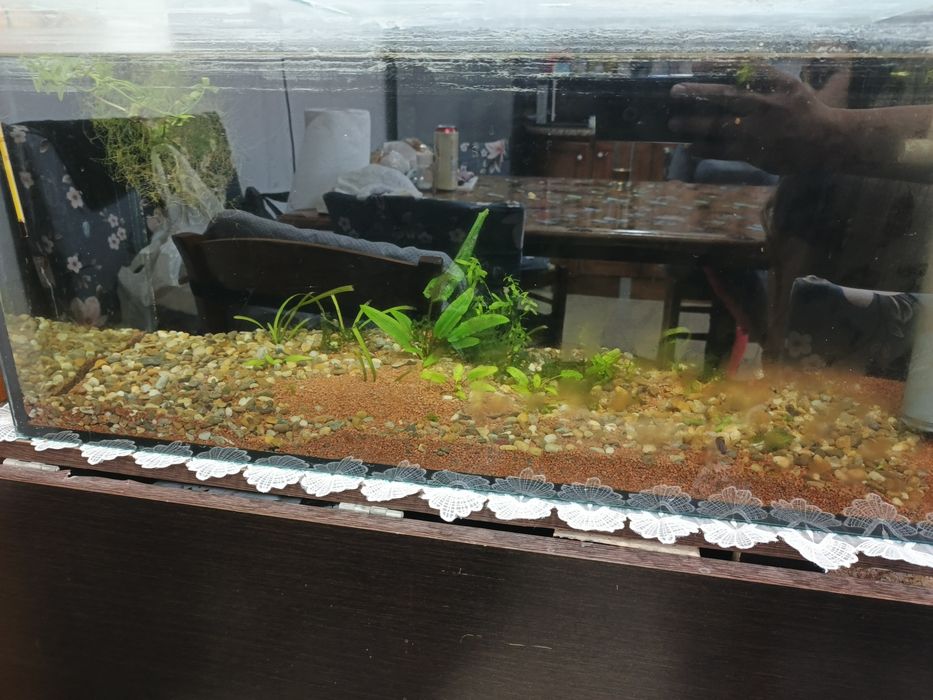 Plante acvariu ieftin