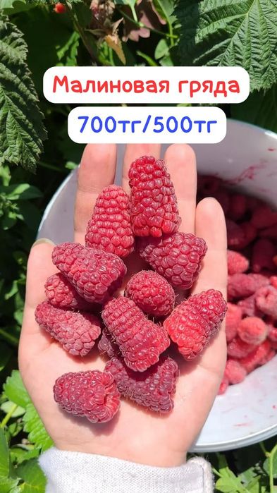 Саженцы малины ремонтантных сортов