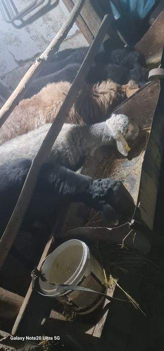 Маросимларга ва гушга куй