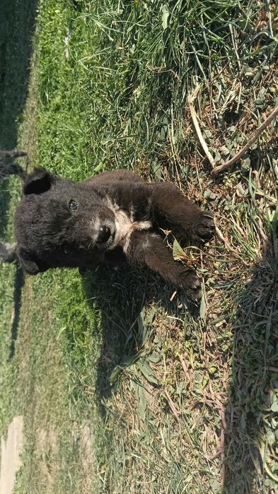 Puiuți Lagotto/spaniol de apă mix Malinois