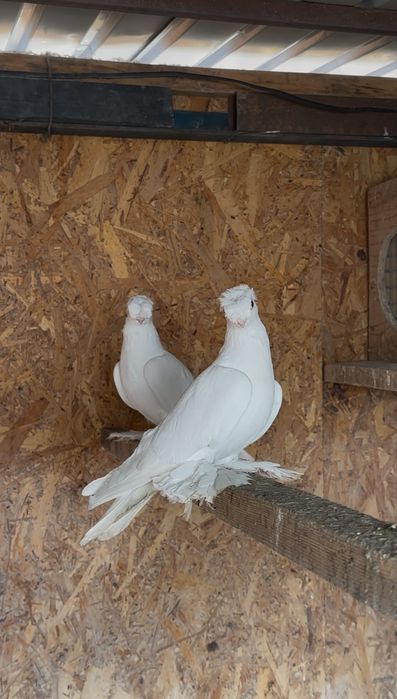 Продам домашних голубей