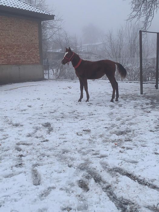 жабагы тай сатылады