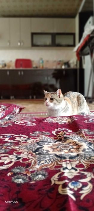 Uy mushugu toza ozoda