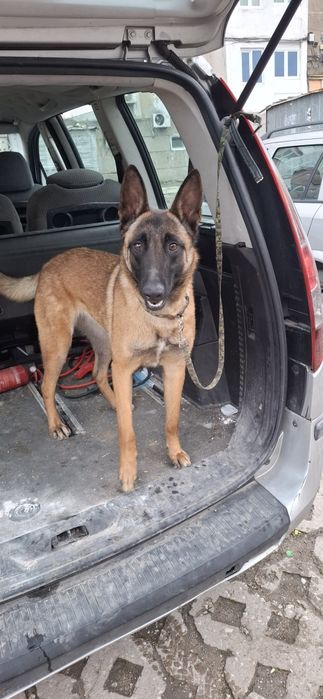 Белгиска овпарка малиноа