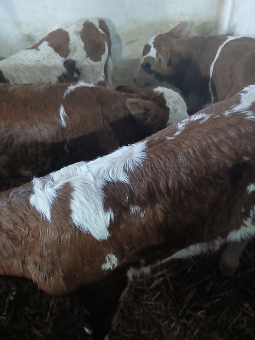 Taurasi si vitea baltati