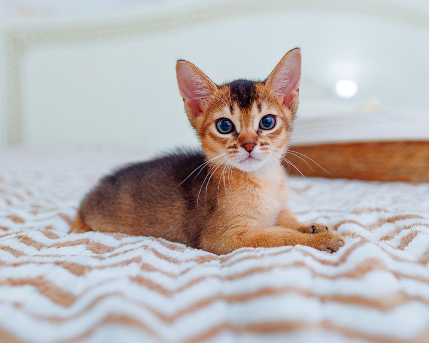 Абиссинские котята