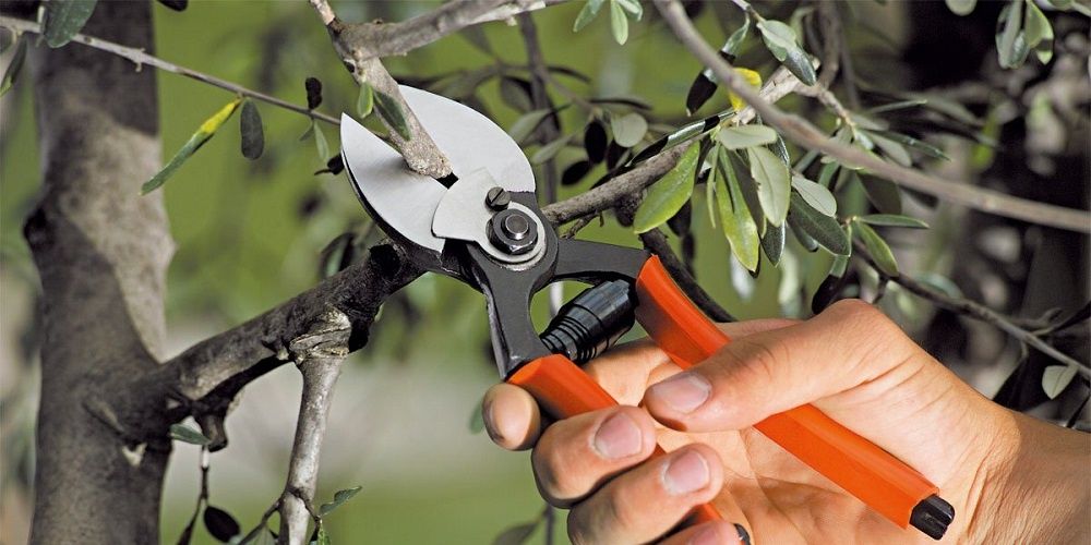 Taieri POMI FRUCTIFERI și VITA DE VIE pentru fructificare, intretinere