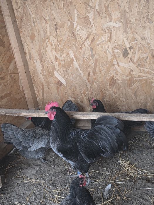 Ouă incubat Australorp