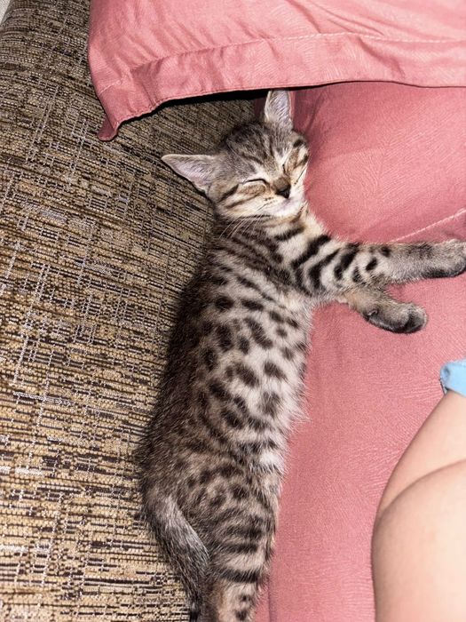 Котёнок 4 месячный
