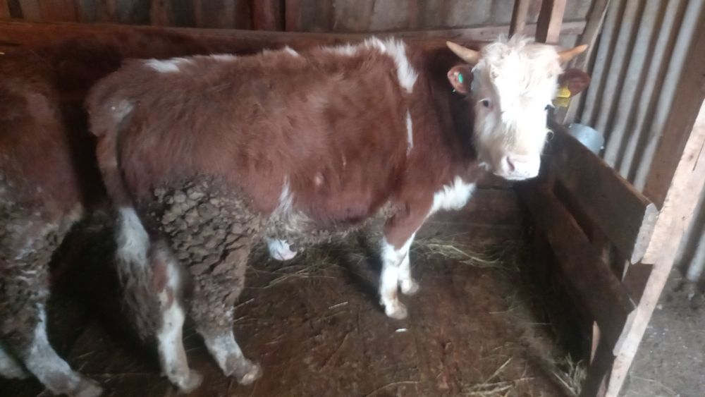 Продам бычков годовалых 3 головы