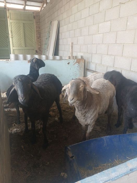 Qoʻchqor lar sotiladi