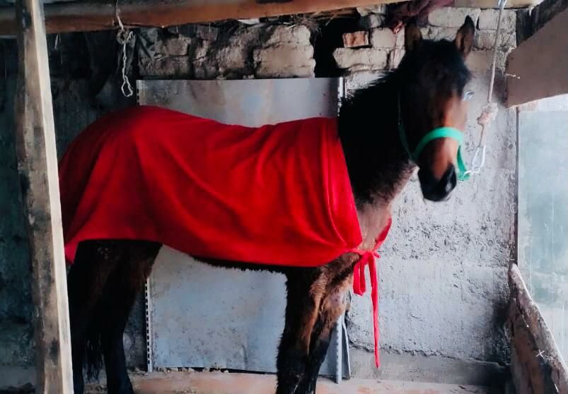 Жылкы тай кунан обмеен