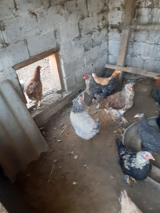 Продаётся куры ттл