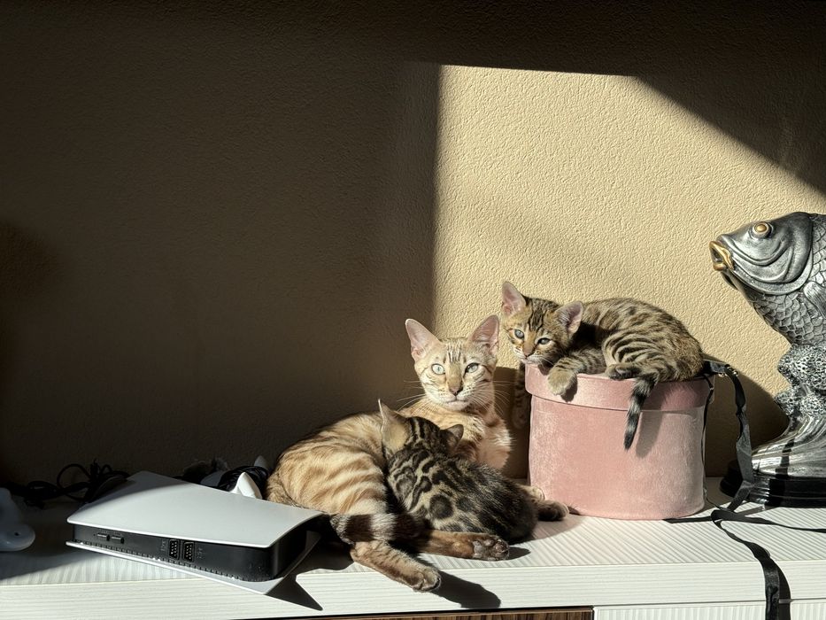 Бенгалски котета!