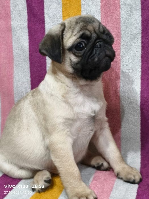 Очаровательные щенки Мопса.