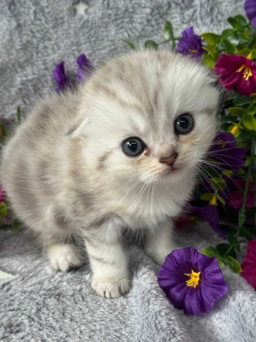 плюшевые малыши вислоушки