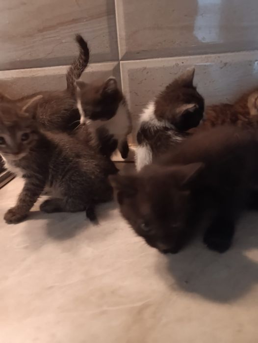 Отдам в добрые руки