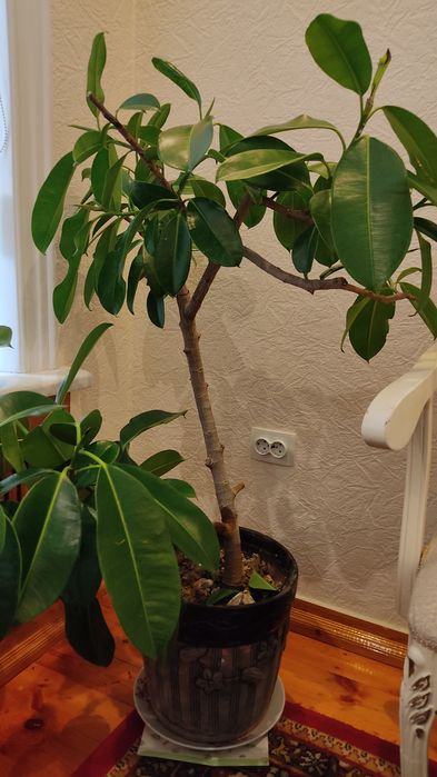 Фикус со стажем больше 10- лет