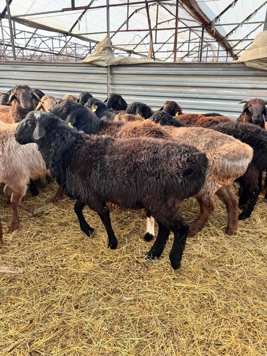 7 oylik qozo qochqorlar sotiladi