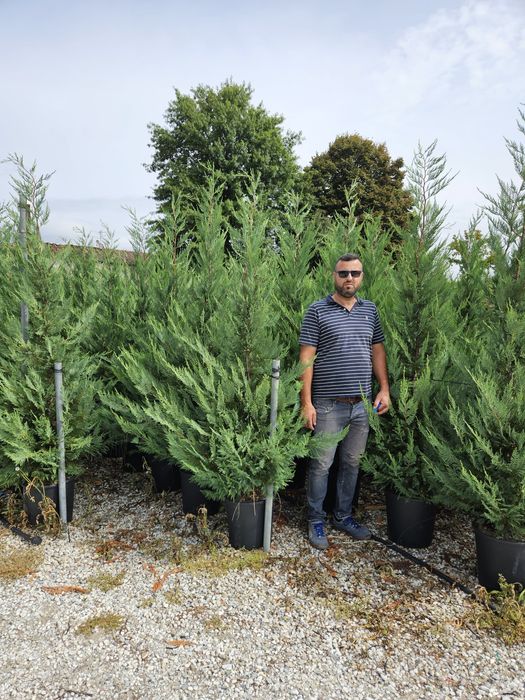 Leylandy toate dimensiunile calitate superioară