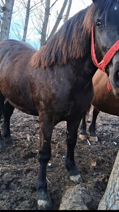 Mânză De 1 An si 4 Luni