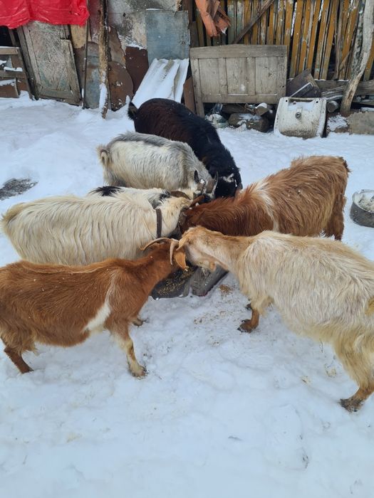 Vând șase capre.