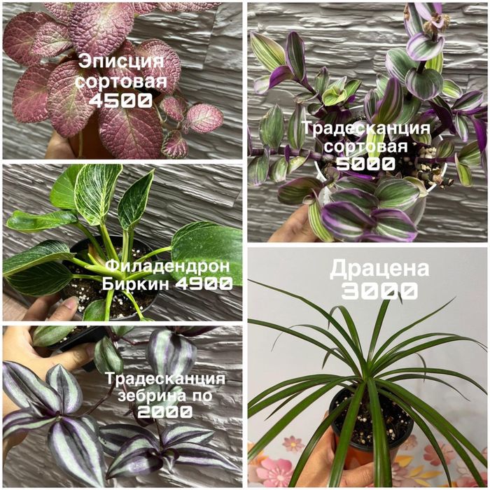 Комнатные цветы ухоженные