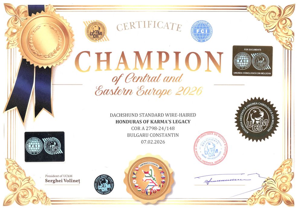 Pui Teckel Standard par Sarmos ( Dachshund Standard Rauhhaar )