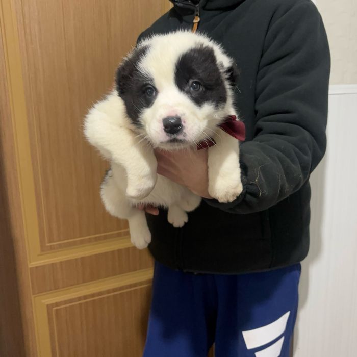 Продам щенки алабая