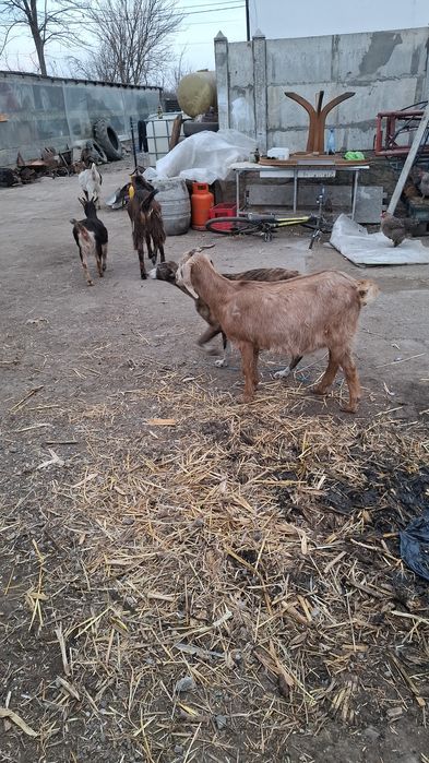 Vând 4 iede si un tap