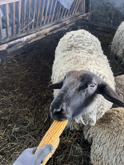 Vand  sau schimb berbec suffolk varsta 2 ani