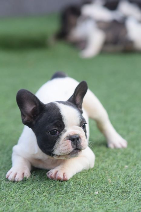 Buldog francez Mascul