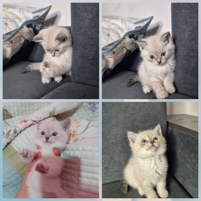 Британские девочки 1,5 мес