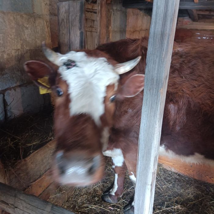 Продаю дойная корова