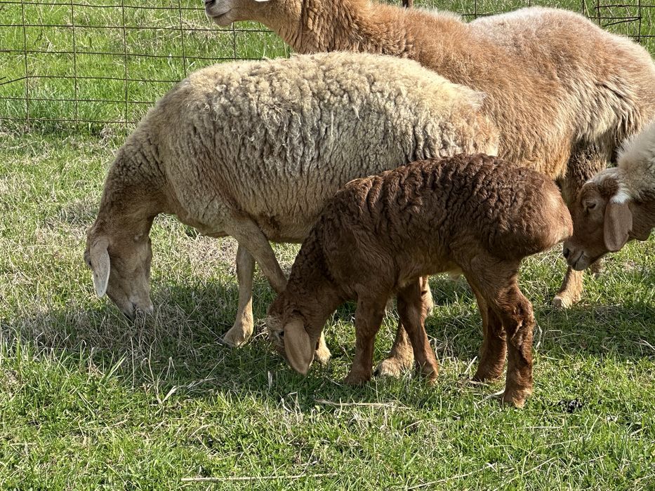 Qirgiziston ARASHANI ona bola