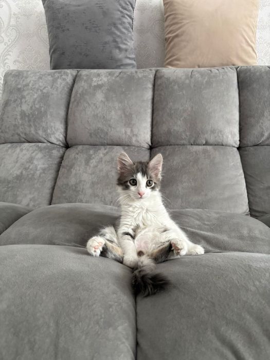 Отдам котенка мальчик в любящие добрые руки