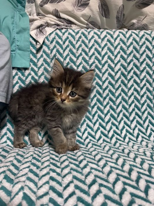 Котенок девочка, 1,5 месяца