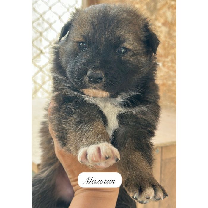 Отдаются только в добрые и ответственные руки!