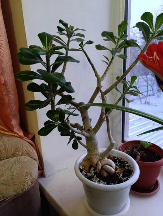 Адэниум, Роза пустыни