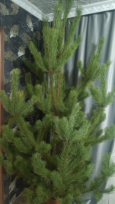 Живые ёлки сосна