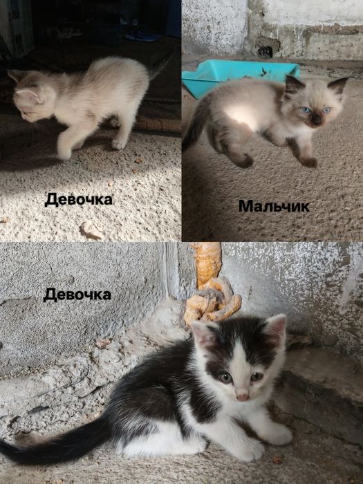 Отдам котят в хорошие руки