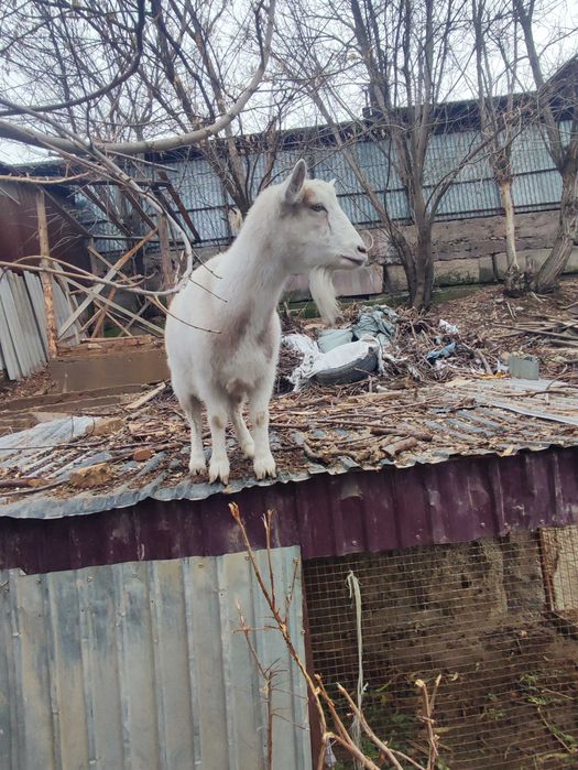 Орыс ешкіні сатамын