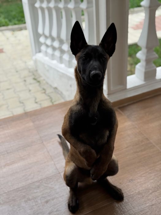 Белгийска Овчарка Малиноа