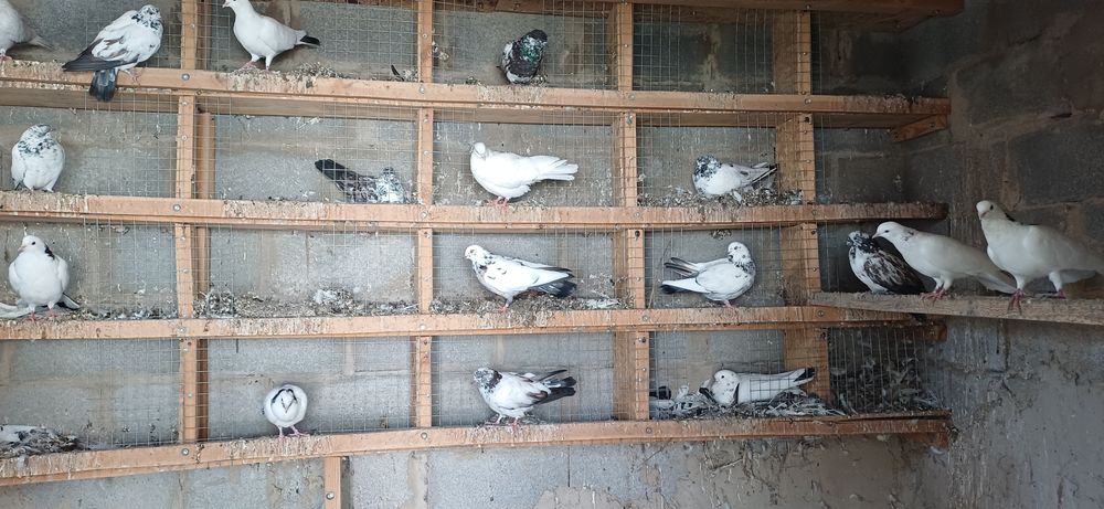 Продам бакинцов голоногих